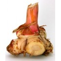 Galangal (medicinal alpine), ground, organic, Seyfried, 50g