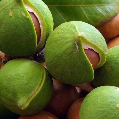 Luomu Macadamiaöljy, Alteya Organic, 50ml