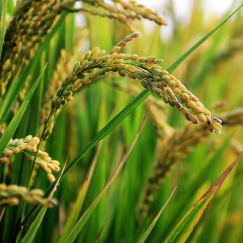 Riisileseöljy, luomu, Alteya Organic, 50ml
