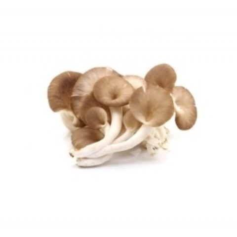 Osteri sieni probioottien ja ruusunmarjojen kanssa, Terezia, 60 kapselia