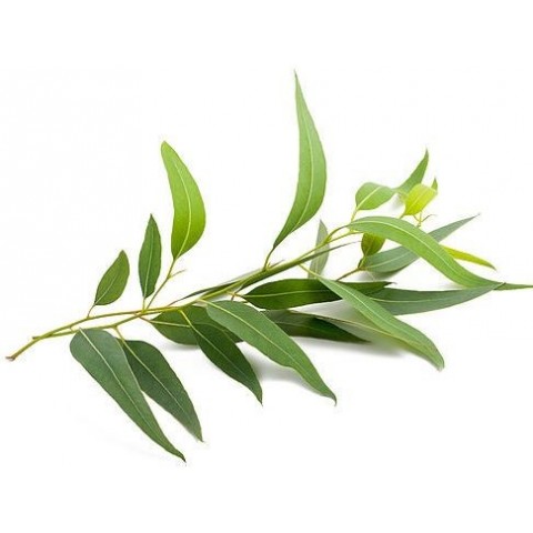 Eukalyptuksen eteerinen öljy Eucalyptus, Sattva Ayurveda, 10ml