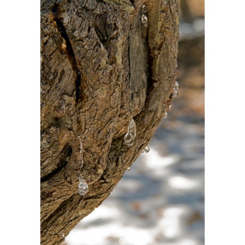 Mastic+, Mastic Life, 160 kapselia, prebiootit Helicobacter Mastic+ -bakteeria vastaan