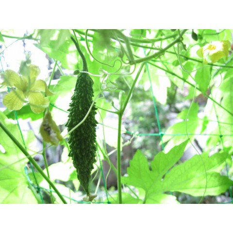 Maisto papildas "Karela (Bitter Melon)", Planet Ayurveda, 60 kapsulių