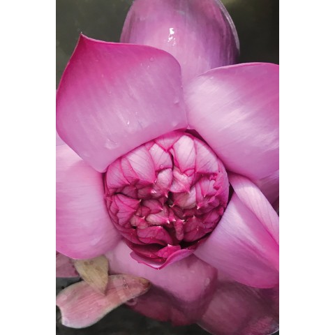Pink Lotus Beauty Elixir vartalo- ja kasvoöljy, Khadi, 100ml
